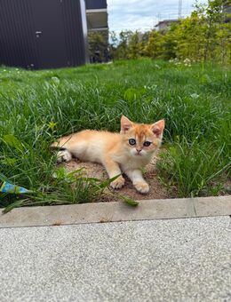 BKH Kitten inkl. Zubehör - Köln