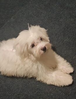 Malteser Welpen - Hannover