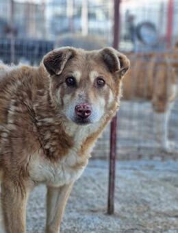 Emma sucht dringend ihr Zuhause - Neuberg