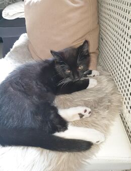 Katzenbaby abzugeben - Hamburg