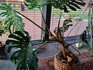 Grosse gesunde Monstera - Wiesengrund