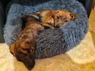 Jack Russell Welpen - Möckern Pabsdorf