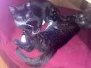 Katzen kitten - Northeim