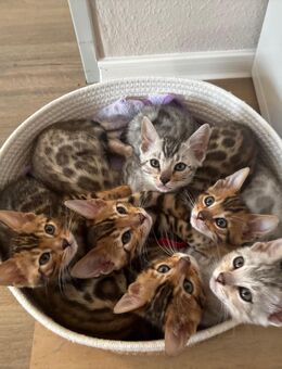 Reinrassige Bengalkitten - Eschweiler