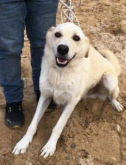 Wer schenkt Cip ein Zuhause? - Neuss