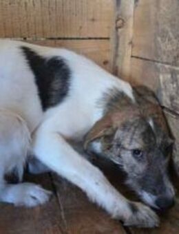 ängstliche Mathilda sucht ihr Glück - München