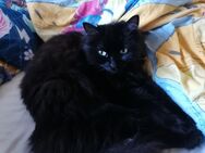 Katze dringend abzugeben - Hemer