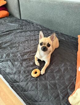 Chiuhuahua Hündin - Borna