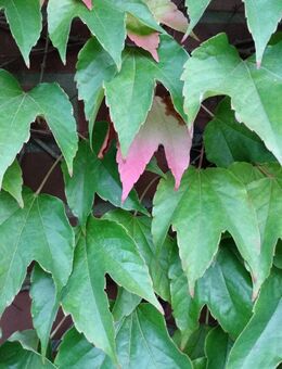 Übergewicht verstehen – ganzheitliche Beratung statt Kampf mit dem Körper - Lüneburg