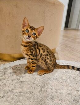 Bengal Katzenbabys Kitten mit Stammbaum - Erkelenz