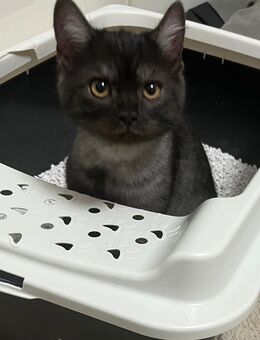 4 total verschmuste Bkh Babys Choco kitten suchen ab sofort neue Eltern die gerne kuscheln Choco Traum - Gelsenkirchen Bismarck