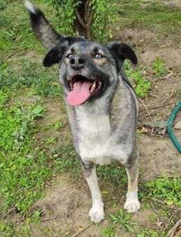 Husky-Mix Ice sucht aktive Familie - Leonberg (Baden-Württemberg)
