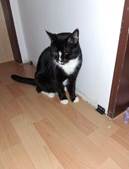 Wer schenkt der kleinen Maus ein neues Zuhause - Marktredwitz