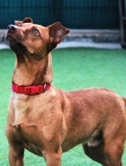 FELIPE ❤️ unser Rundum Sorglos Paket! - Neudenau