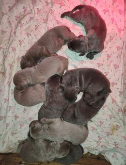 Labrador-Weimaraner-Welpen - Mockrehna