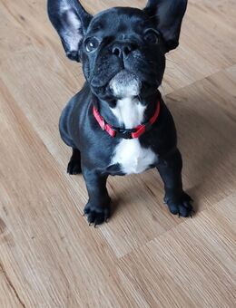 Französische Bulldogge Welpe - Schlangen