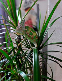 Jemenchamäleon - Gotha