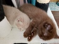 British Kurzhaar BKH Kitten suchen Dosenöffner ab August ❤ - Recklinghausen