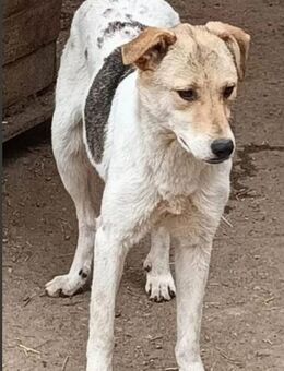 Darcy sucht ihr Zuhause - Langenhagen