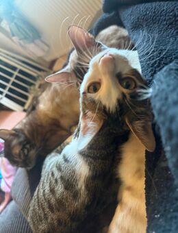 Bengal-Mix kater - Oberleichtersbach