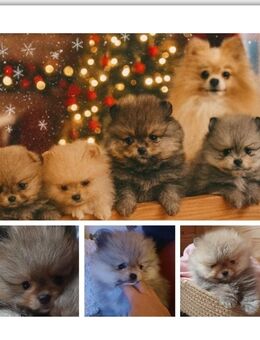 Wunderschöne Zwergspitz Welpen 2 Mädchen und 1 Junge - Plößberg