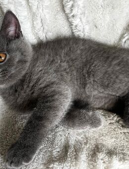 BKH Kitten - Willich