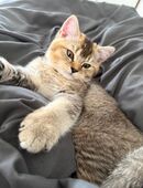 BHK kitten zuverkaufen in 59065