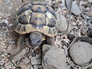 Griechische Landschildkröte thb - Memmingen