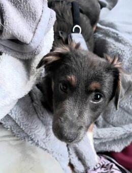 Harry auf PS in 47058 Duisburg - Olfen