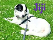 Jiji sanft, ruhig und liebevoll 7/23 DE - Ruppertsecken