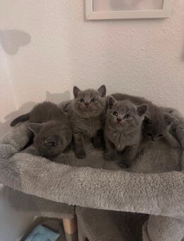 Bkh kitten - Köln