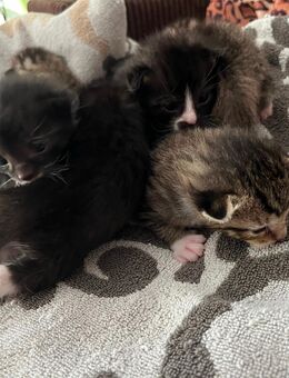 Kitten Babykatze Kater Katze - Stuttgart