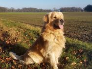 Golden Retriever Rüde in liebevolle Hände abzugeben - Lamstedt