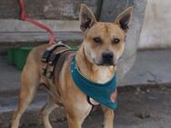 Spike sucht ein Zuhause außerhalb D - München