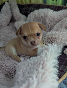 Chihuahua Isabell farbend kann resaviert werden - Dinslaken