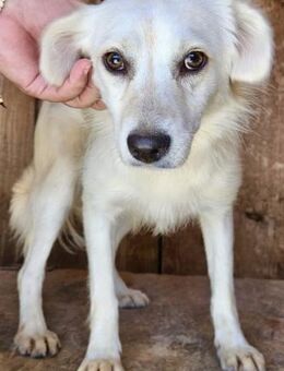 FALBA sucht ihr großes Glück - Weilheim (Oberbayern)