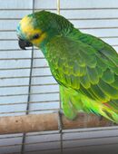 Weibliche Amazone gesucht in 44287