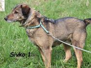 Sivko 1  ein Traum von Hundeopi - Kissing