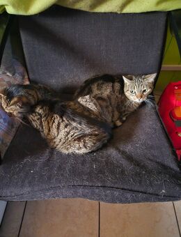 Suchen kleinen Katerchen - Berlin Lichtenberg