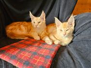 Süße Maine-Coon Kitten suchen neue Dosenöffner - Landshut