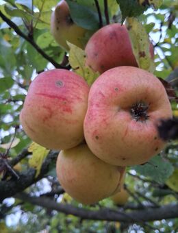 Äpfel alte deutsche Sorten ungespritzt eigene Ernte an Selbstabholer - Bad Wildungen