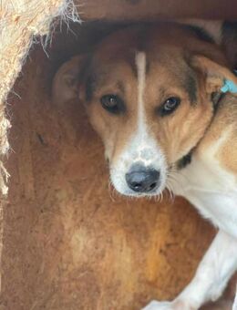 Ängstl.YUKI sucht erfahrenes Zuhaus - Neuberg