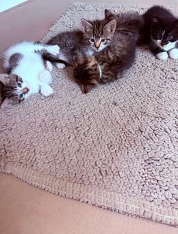 EKH Kätzchen, Katze Baby - Neustadt (Rübenberge)