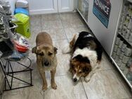 Goldie, freundlicher Hund sucht Zuhause - Unterföhring