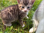 2 kleine Katzen Babys ab Ende Juli abzugeben - Calau Zentrum