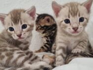 Bengal Kitten mit Stammbaum, Bengalkitten, Kätzchen - Bad Herrenalb Zentrum