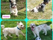 Wurfankündigung für Juni Yorki-Tzu-Welpen - Blankenburg (Harz)