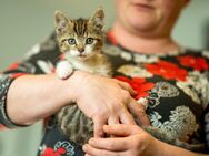 SÜßE KITTEN SUCHEN NEUES ZUHAUSE - Sangerhausen