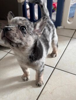 Fluffy Frenchie mix Welpe abzugeben - Husum (Schleswig-Holstein)