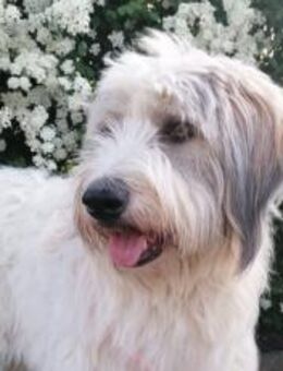 Kuschelmaus Aby - München